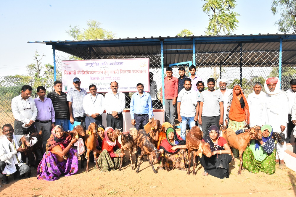 संस्थान में चल रही अनुसूचित जाति उपयोजना के अन्तर्गत किसानों को सिरोही नस्ल की बकरी वितरण कार्यक्रम का आयोजन